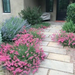 Coral Canyon® Twinspur (Diascia) 9 Coral Canyon® Twinspur (Diascia) -High Country Gardens coral canyon twinspur sq