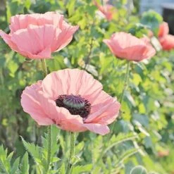Oriental Poppy Collection (Papaver) -High Country Gardens coral reef poppy sq 1 1