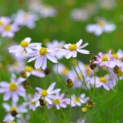 American Dream Coreopsis 9 American Dream Coreopsis -High Country Gardens coreopsis american dream 3