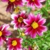 Li'l Bang™ Starstruck Coreopsis 1 Li'l Bang™ Starstruck Coreopsis -High Country Gardens coreopsis lil bang starstruck 1