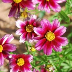Butterfly Paradise Pre-Planned Cottage Garden 16 Butterfly Paradise Pre-Planned Cottage Garden -High Country Gardens coreopsis lil bang starstruck 1 1