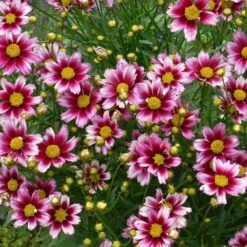 Li'l Bang™ Starstruck Coreopsis 5 Li'l Bang™ Starstruck Coreopsis -High Country Gardens coreopsis lil bang starstruck 2