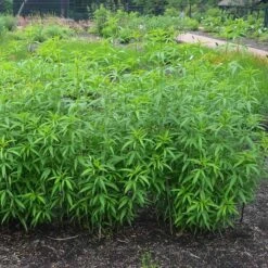Gold Standard Coreopsis 8 Gold Standard Coreopsis -High Country Gardens coreopsis gold standard foliage cropped northcreek