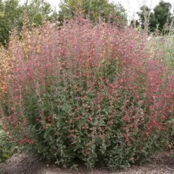Coronado® Red Agastache 7 Coronado® Red Agastache -High Country Gardens coronado red agastache full plant