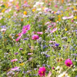 Dry Area Wildflower Seed Mix 9 Dry Area Wildflower Seed Mix -High Country Gardens cosmos bachelor buttons meadow