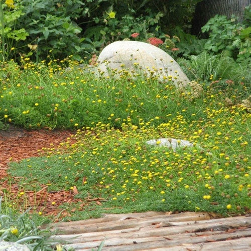 Creeping Gold Buttons (Cotula) 5 Creeping Gold Buttons (Cotula) - Image 3