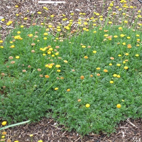 Creeping Gold Buttons (Cotula) 4 Creeping Gold Buttons (Cotula) - Image 2