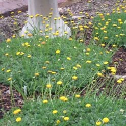 Creeping Gold Buttons (Cotula) 9 Creeping Gold Buttons (Cotula) -High Country Gardens cotula tiffindell gold 38910 3 web