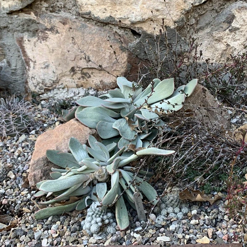 Red Edged Pig's Ear (Cotyledon) 6 Red Edged Pig's Ear (Cotyledon) - Image 4