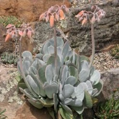 Red Edged Pig's Ear (Cotyledon) 7 Red Edged Pig's Ear (Cotyledon) -High Country Gardens cotyledon orbiculatus in flower 1