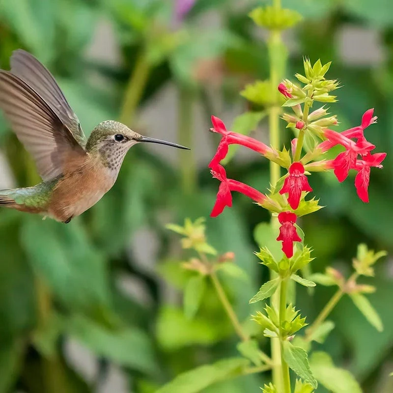 Red Flowered Lamb's Ear 3 Red Flowered Lamb's Ear