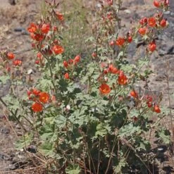Some Like It Hot Collection 8 Some Like It Hot Collection -High Country Gardens credit andrey zharkikh monroe globe mallow