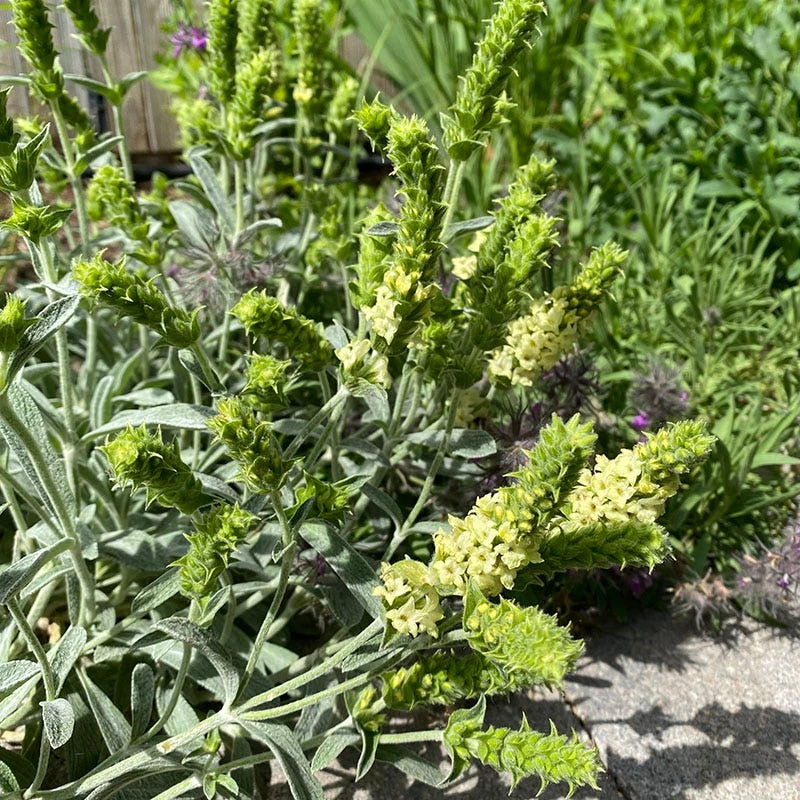 Sarada's™ Greek Mountain Tea 3 Sarada's™ Greek Mountain Tea