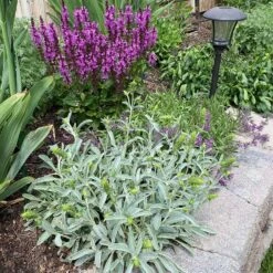 Sarada's™ Greek Mountain Tea 8 Sarada's™ Greek Mountain Tea -High Country Gardens credit ann kendall plant select sideritis syriaca 3