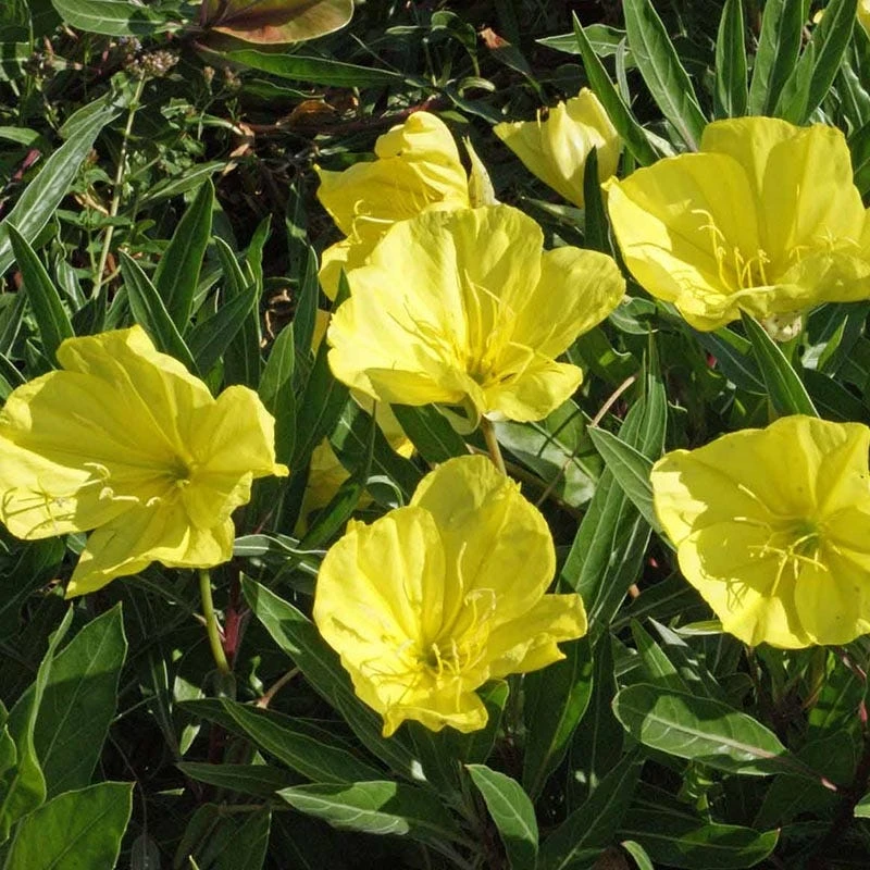Missouri Evening Primrose 5 Missouri Evening Primrose - Image 3