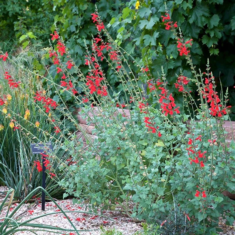 Vermilion Bluffs® Mexican Salvia 5 Vermilion Bluffs® Mexican Salvia - Image 3