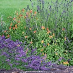 Arizona Columbine -High Country Gardens credit emmis oure aquilegia desertorum garden lavender