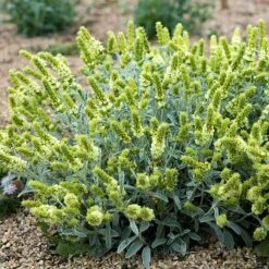 Sarada's™ Greek Mountain Tea 7 Sarada's™ Greek Mountain Tea -High Country Gardens credit michael guidi plant select sideritis syriaca 2