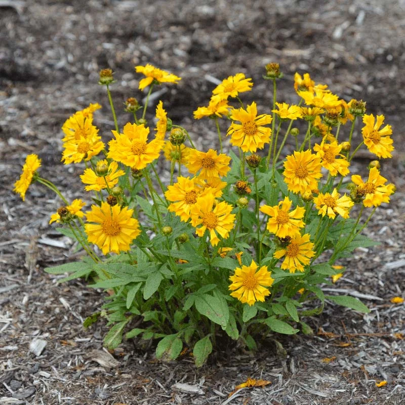 Jethro Tull Coreopsis 6 Jethro Tull Coreopsis - Image 4