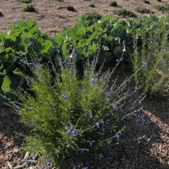 FireSmart Collection - Zone 3 11 FireSmart Collection - Zone 3 -High Country Gardens credit plant select autumn sapphire salvia