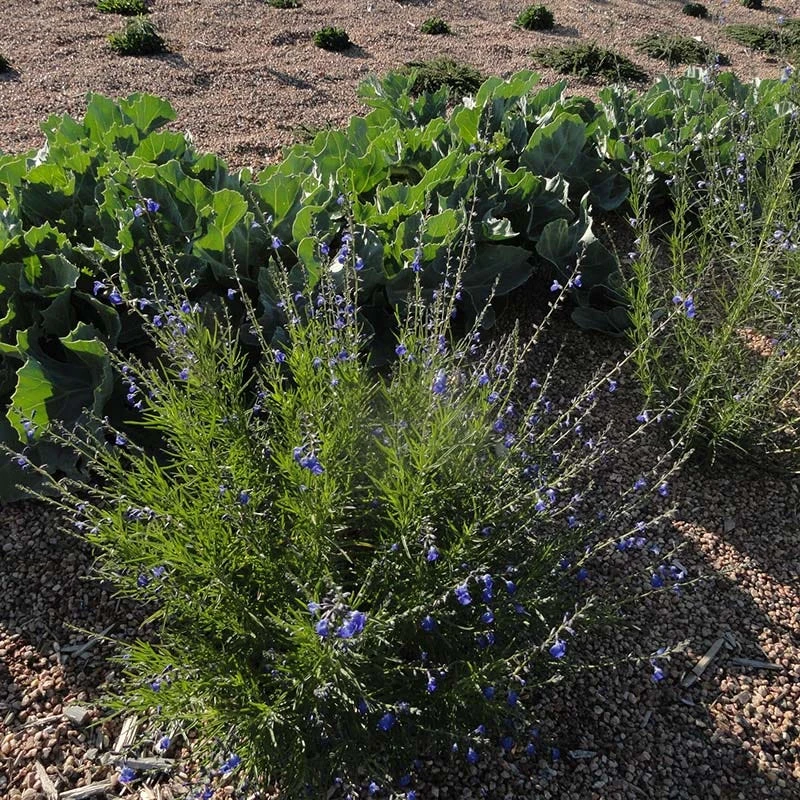 FireSmart Collection - Zone 3 5 FireSmart Collection - Zone 3 - Image 3