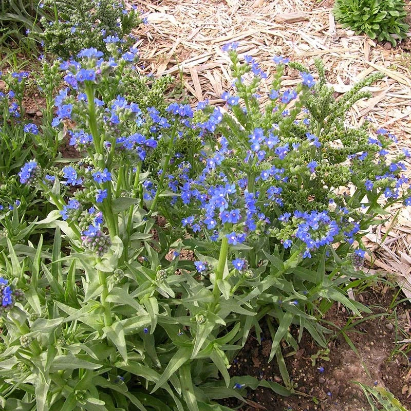 Cape Forget-Me-Not (Anchusa) 5 Cape Forget-Me-Not (Anchusa) - Image 3