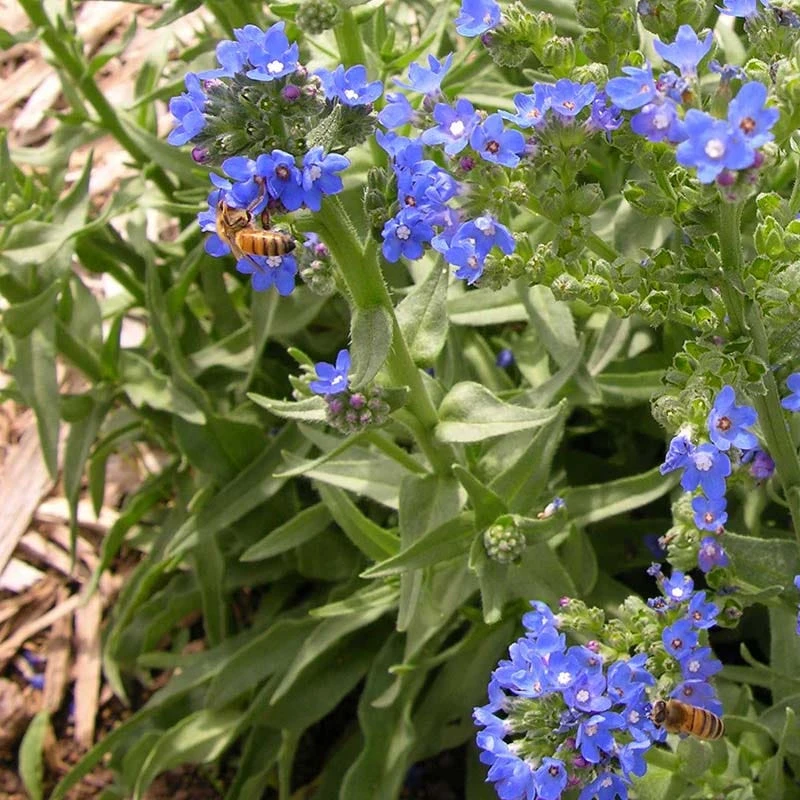Cape Forget-Me-Not (Anchusa) 6 Cape Forget-Me-Not (Anchusa) - Image 4