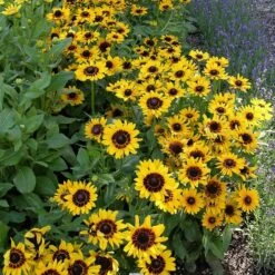 Colorado Perennial Collection -High Country Gardens credit plant select denver daisy cropped