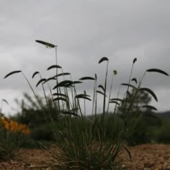 FREEDA® Caterpillar Grass 6 FREEDA® Caterpillar Grass -High Country Gardens credit plant select freeda caterpillar grass 2