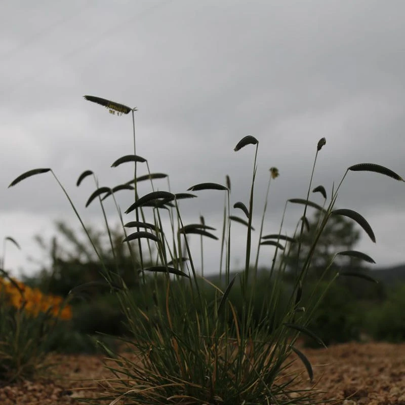 FREEDA® Caterpillar Grass 4 FREEDA® Caterpillar Grass - Image 2