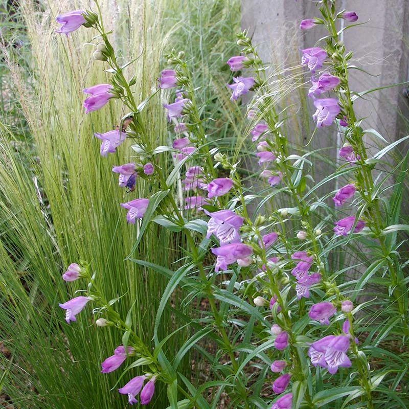 Shadow Mountain® Penstemon 5 Shadow Mountain® Penstemon - Image 3