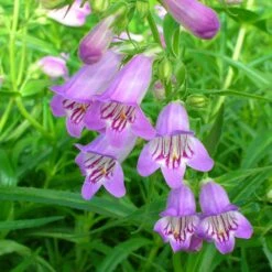 Shadow Mountain® Penstemon 10 Shadow Mountain® Penstemon -High Country Gardens credit plant select shadow mountain penstemon