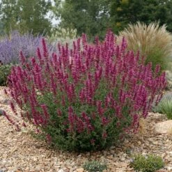 High Country Gardens 27 SONORAN SUNSET® Agastache