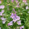 Shadow Mountain® Penstemon 2 Shadow Mountain® Penstemon -High Country Gardens credit ray daugherty plant select shadow mountain beardtongue 1