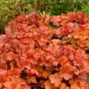 Northern Exposure™ Amber Coral Bells -High Country Gardens credit terra nova nurseries heuchera northern exposure amber 1