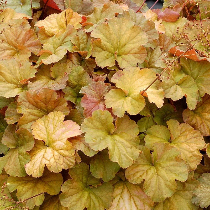 Northern Exposure™ Amber Coral Bells 4 Northern Exposure™ Amber Coral Bells - Image 2