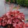 Northern Exposure™ Red Coral Bells -High Country Gardens credit terra nova nurseries heuchera northern exposure red 1