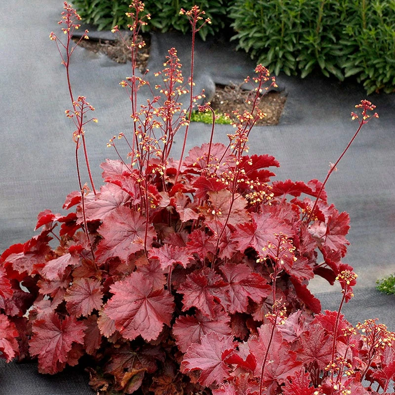 Northern Exposure™ Red Coral Bells 3 Northern Exposure™ Red Coral Bells
