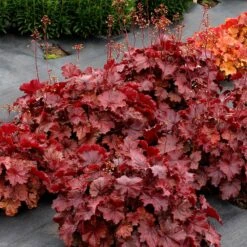 Northern Exposure™ Red Coral Bells 7 Northern Exposure™ Red Coral Bells -High Country Gardens credit terra nova nurseries heuchera northern exposure red 3
