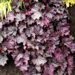 Dry Shade Groundcover Collection 11 Dry Shade Groundcover Collection -High Country Gardens credit terra nova purple coral bells