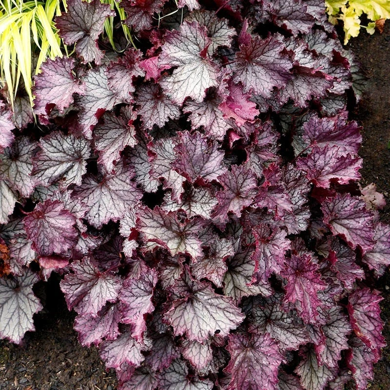 Dry Shade Groundcover Collection 7 Dry Shade Groundcover Collection - Image 5
