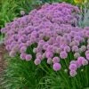 Allium Millenium -High Country Gardens credit walters gardens allium millennium