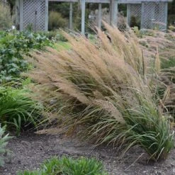 Caspian Feather Reed Grass -High Country Gardens credit walters gardens calamagrostis brachytricha 2