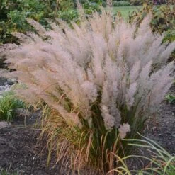 Caspian Feather Reed Grass -High Country Gardens credit walters gardens calamagrostis brachytricha hero