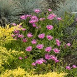 Cooper's Hardy Ice Plant 9 Cooper's Hardy Ice Plant -High Country Gardens credit walters gardens delosperma cooperi 1