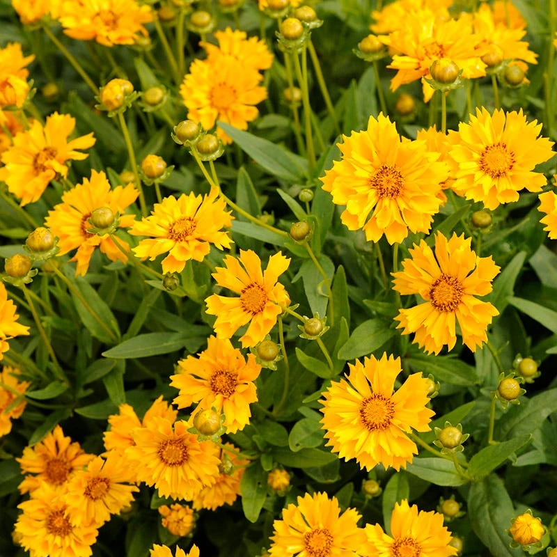 Jethro Tull Coreopsis 4 Jethro Tull Coreopsis - Image 2