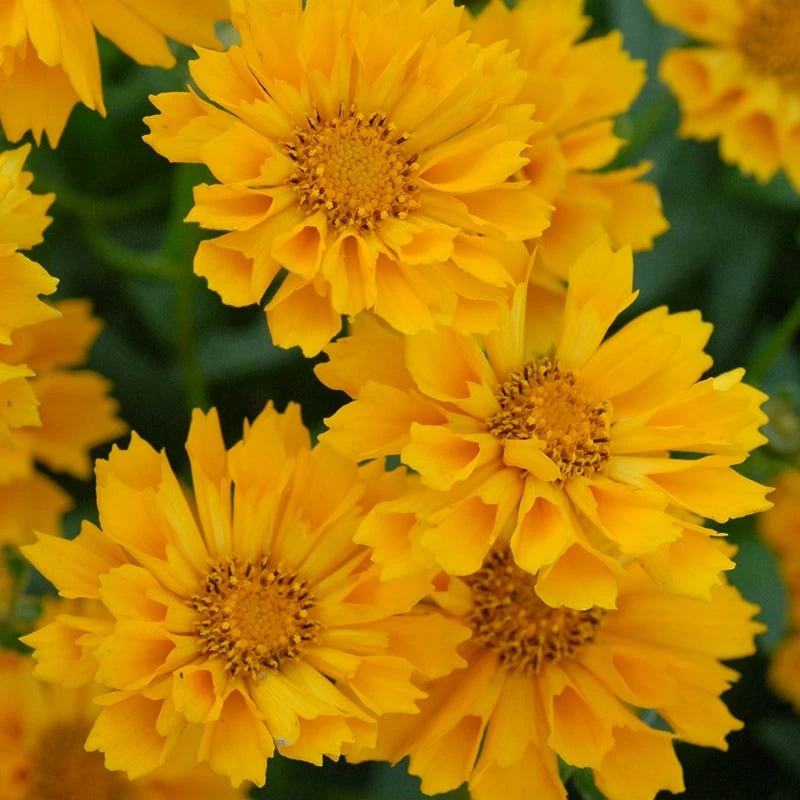 Jethro Tull Coreopsis 5 Jethro Tull Coreopsis - Image 3