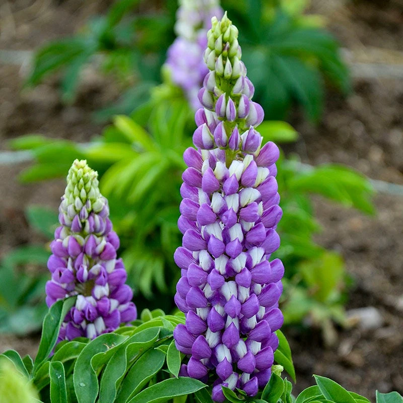 Mini Gallery™ Blue Bicolor Lupine 3 Mini Gallery™ Blue Bicolor Lupine