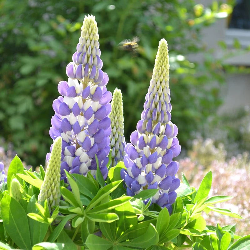 Mini Gallery™ Blue Bicolor Lupine 5 Mini Gallery™ Blue Bicolor Lupine - Image 3