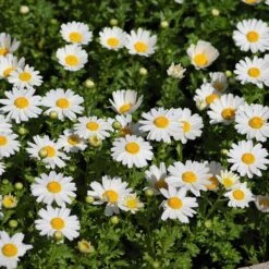 Alternative Lawn Wildflower Seed Mix 11 Alternative Lawn Wildflower Seed Mix -High Country Gardens creeping daisy